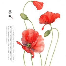 成都罗雨舒的水彩花卉