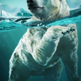 3D虚拟动物插画欣赏