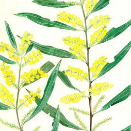 新西兰艺术家Mango Frooty作品