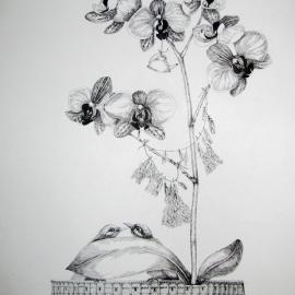 Natasha Kim 线条插画作品欣赏