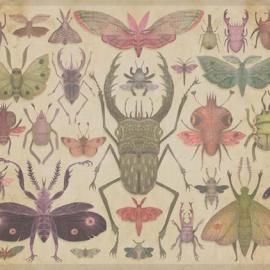 VLADIMIR《昆虫学》