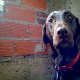 狗与插画-katie kirk儿童图书插图设计