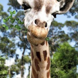 令人咂舌的超逼真3D动物作品