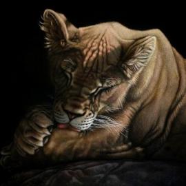 美丽的猫科动物版画―Heatherzart