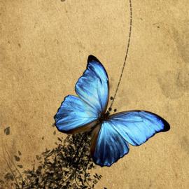 Macabeak插画作品欣赏