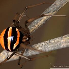 国外优秀三维作品欣赏