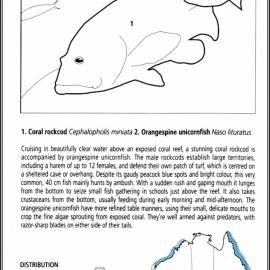 外国顶级Illustrator高手的作品