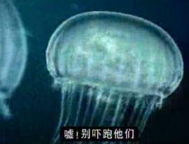 NOKIA：诺基亚6060水母篇在欣赏线