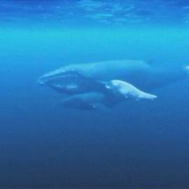 来自Eridia工作室的CG作品－“海洋中的驼背鲸”