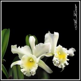 矢量绘画作品欣赏