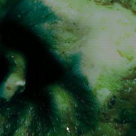 动画短片：你知道你在吃什么吗?