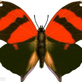 手绘作品：漂亮的蝴蝶