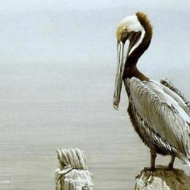 曾孝廉精细写实动物