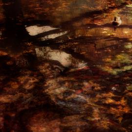 cally whitham 水鸟