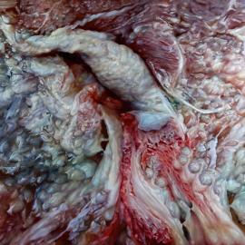 Cindy Wright的极端写实绘画作品