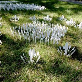 Plastic Garden-塑料花园