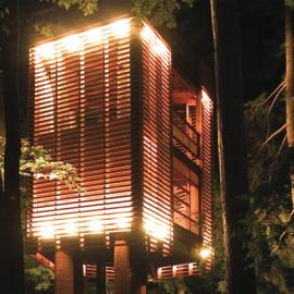 栖树而居的房屋