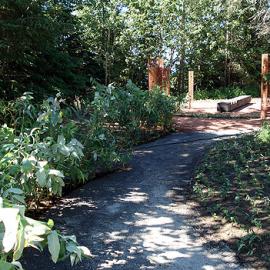 澳大利亚的桉树林迷宫