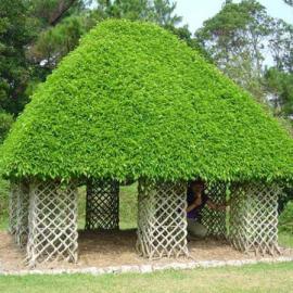 傍树而居的新概念生活