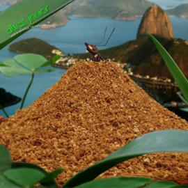 Alves Junior 界面设计