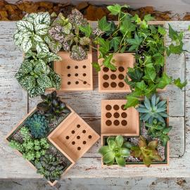 Eco Pot 办公桌上的迷你绿色区域