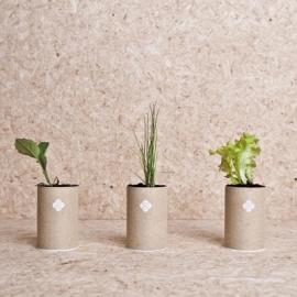 植物的城市生存包