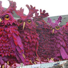 荷兰Bloemencorso花车巡游