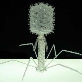 玻璃微雕的微生物世界