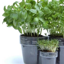 可挂在玻璃上的花盆