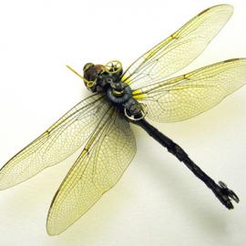 Steampunk昆虫作品一观