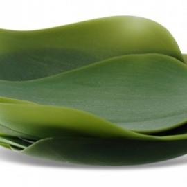 Nao Tamura作品Seasons: 季节跳动之美