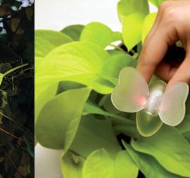 Mi-Sook Lee蝴蝶灯