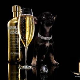 绝对“黄金盔甲”伏特加