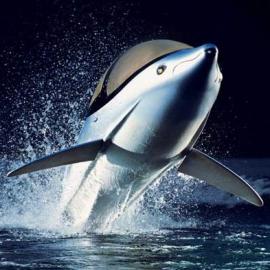 Innespace Productions海豚飞艇