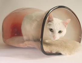 为猫咪设计的新型温暖窝