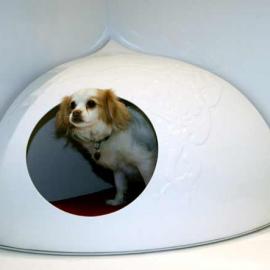 Gino the Dog宠物用品设计