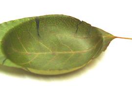 Real Leaf Plate 家居用品设计