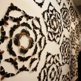 风格独特的“昆虫壁纸”