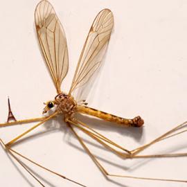 蚊子腿上的“埃菲尔铁塔”