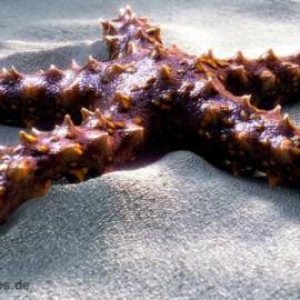 cebas工具制作的CG作品欣赏一