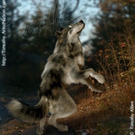 Timothy Albee 动物CG作品欣赏(三)