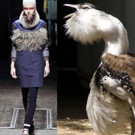 妙趣横生 时尚界的生态模仿秀