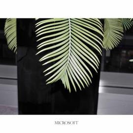 大公司里的植物